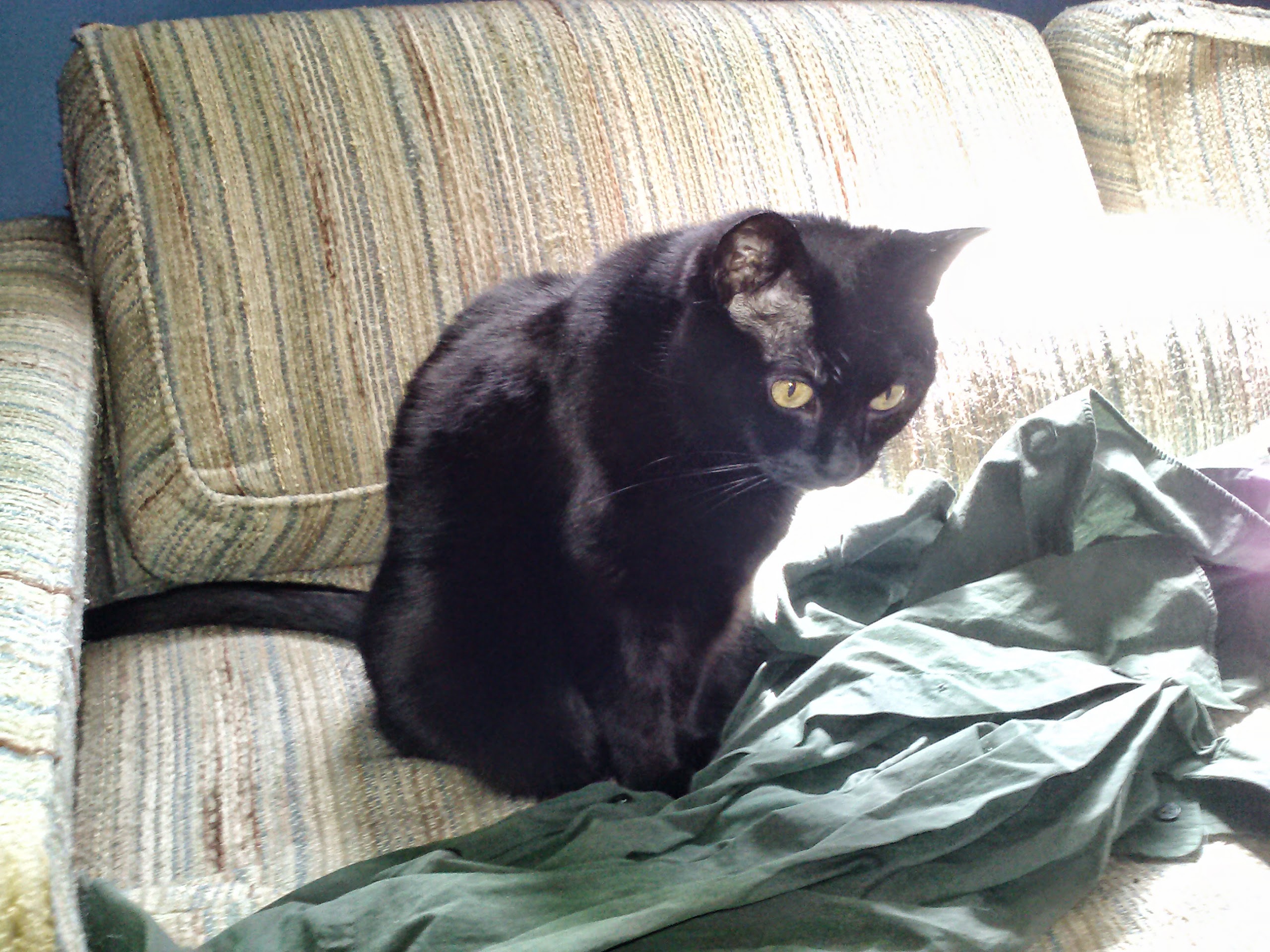 Idi sitting on a scratched up old couch